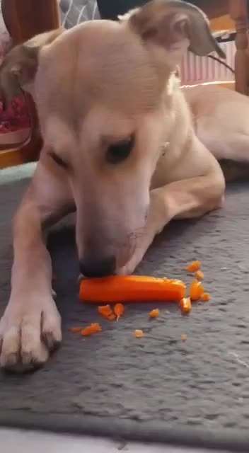 Mischlinge raten - Rätselspaß-Beitrag-Bild