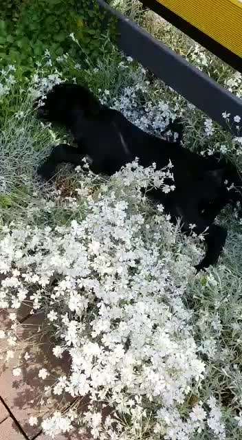 Die Dogorama Monats Challenge "Es grünt und blüht"-Beitrag-Bild