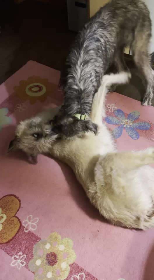 Irische Wolfshunde Hilfe-Tipps-Tricks-Beitrag-Bild