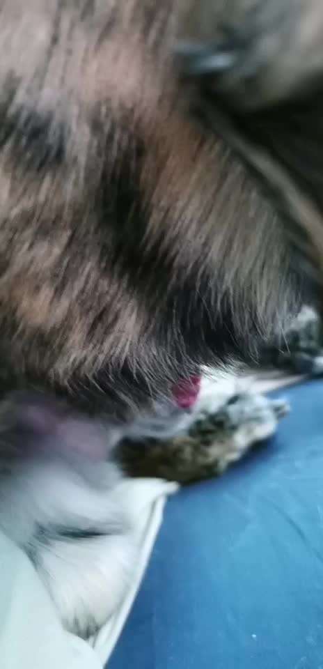 Ist der Penis meines Hundes normal?-Beitrag-Bild