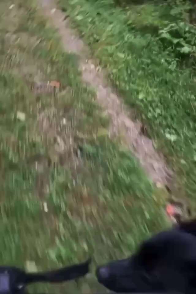 Radfahren mit Hund-Beitrag-Bild