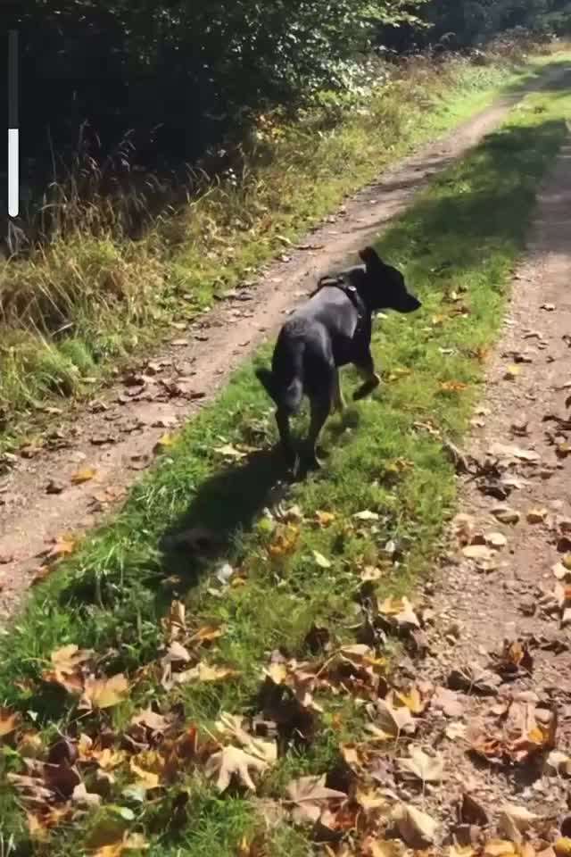 Radfahren mit Hund-Beitrag-Bild