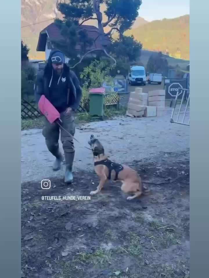 Hat jemand Erfahrungen mit Teufels Hunde Verein Österreich?-Beitrag-Bild