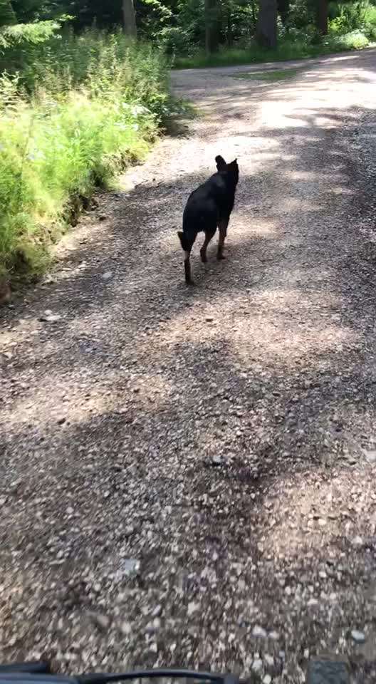 Radfahren mit Hund-Beitrag-Bild