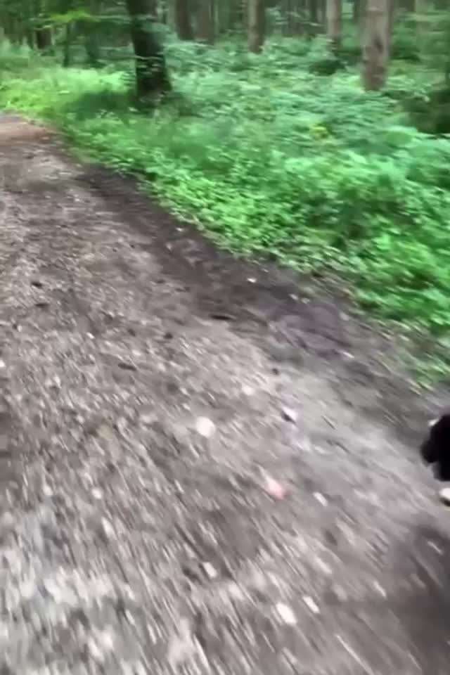 Radfahren mit Hund-Beitrag-Bild