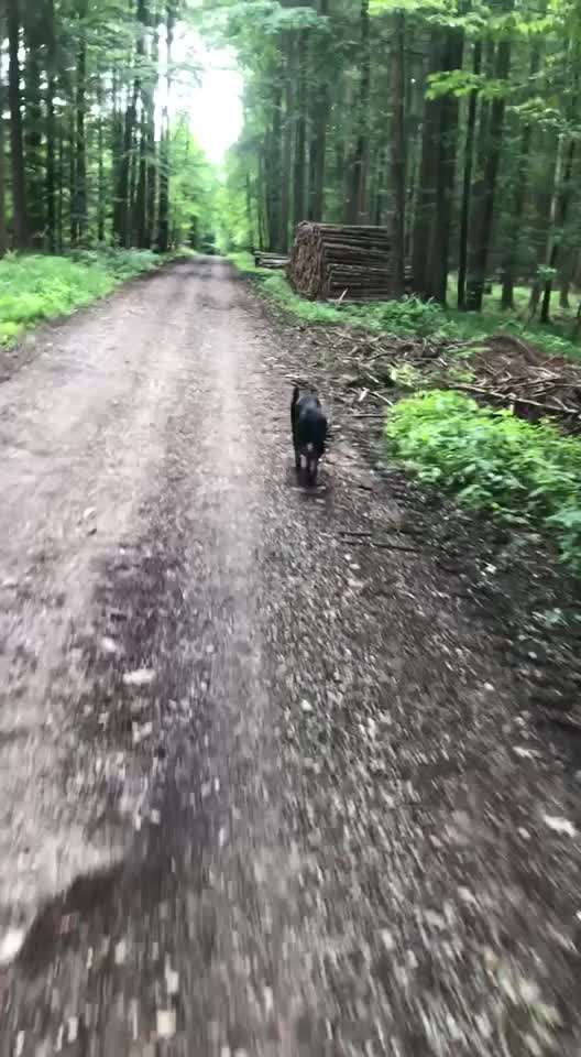 Radfahren mit Hund-Beitrag-Bild