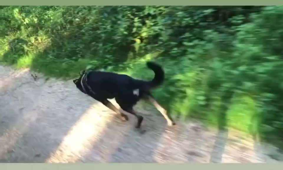 Radfahren mit Hund-Beitrag-Bild