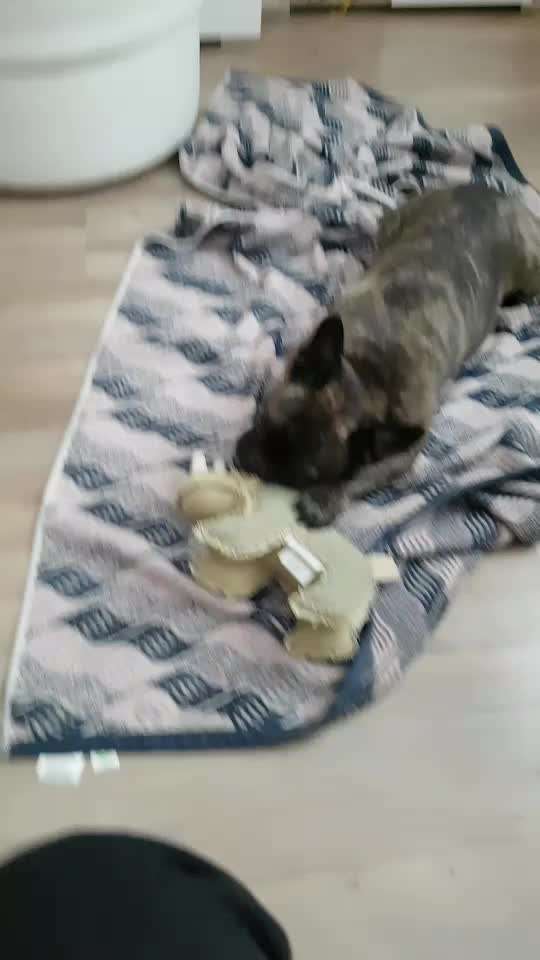 Französische Bulldoggen-Beitrag-Bild