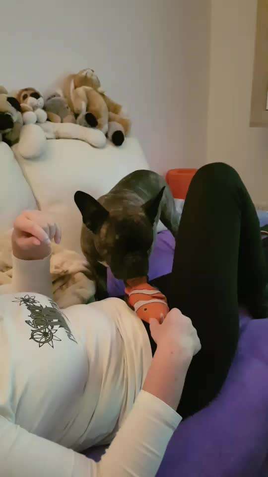 Video-Challenge Nr. 10
Der umsorgte Hund-Beitrag-Bild