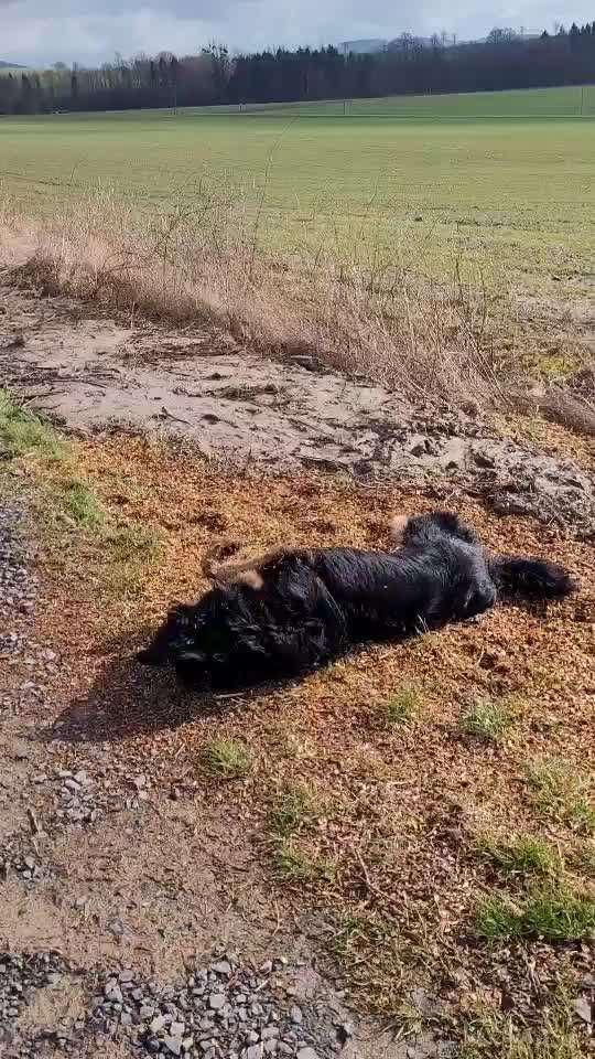 Hovawart-Beitrag-Bild