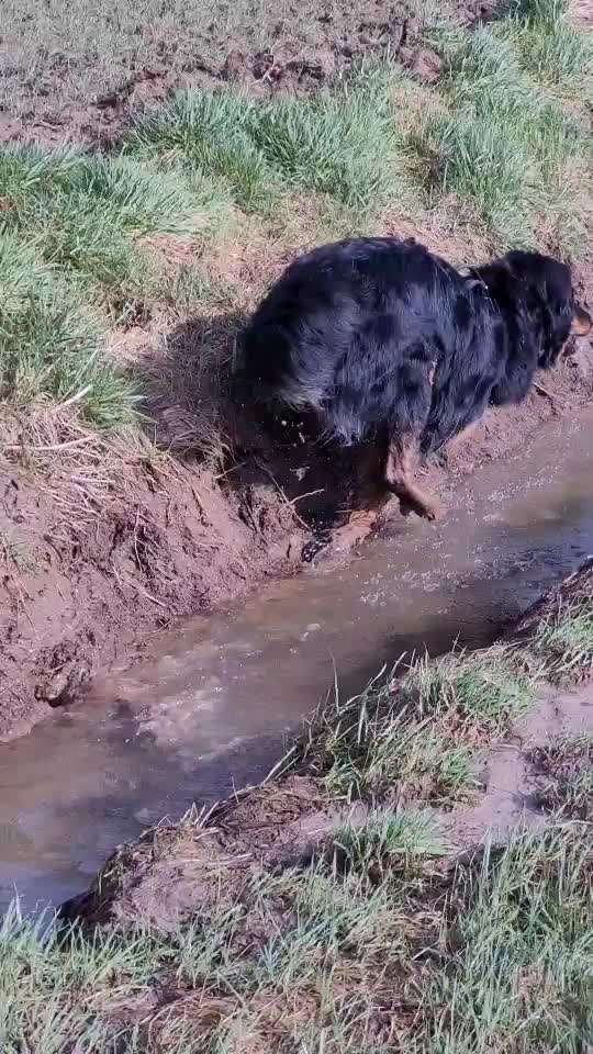 Hovawart-Beitrag-Bild