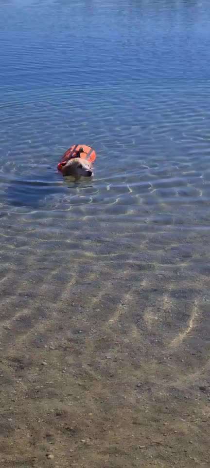 👉 Schläfern wir unsere Hunde zu schnell ein? 🤔-Beitrag-Bild