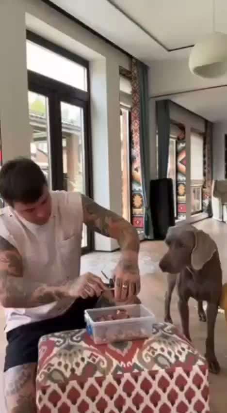 Hunde Memes-Beitrag-Bild