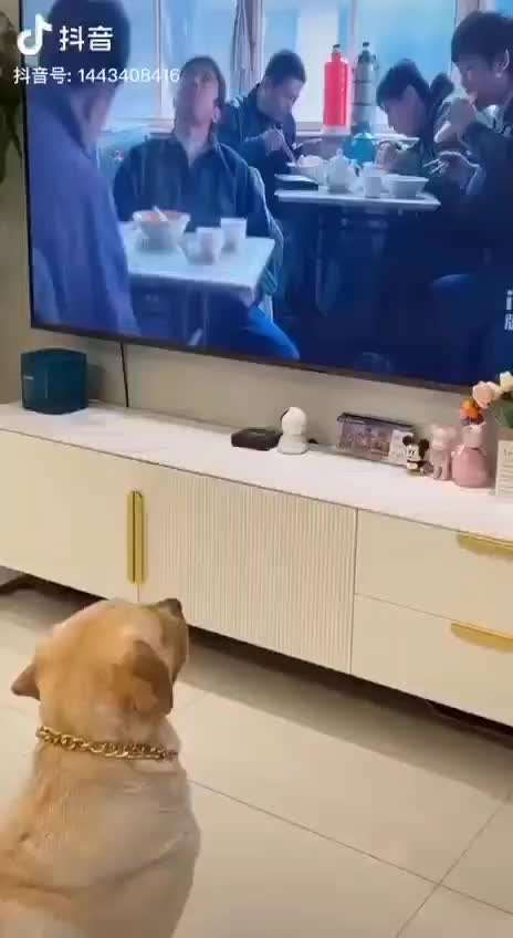 Hunde Memes-Beitrag-Bild