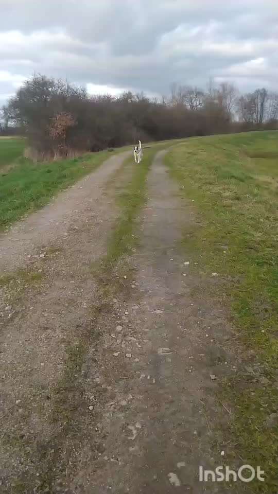 51. Video challenge - Dein Hund beim Spaziergang-Beitrag-Bild