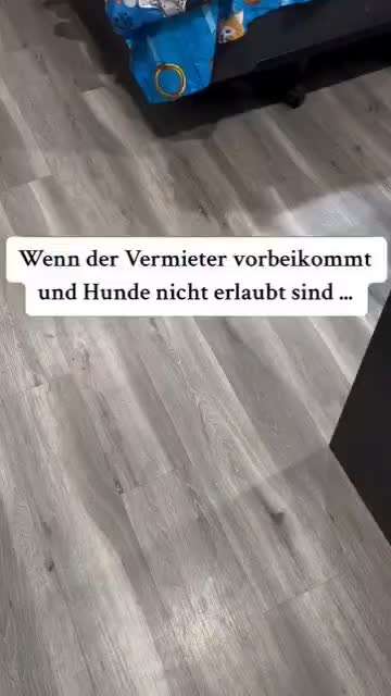 Hunde Memes-Beitrag-Bild