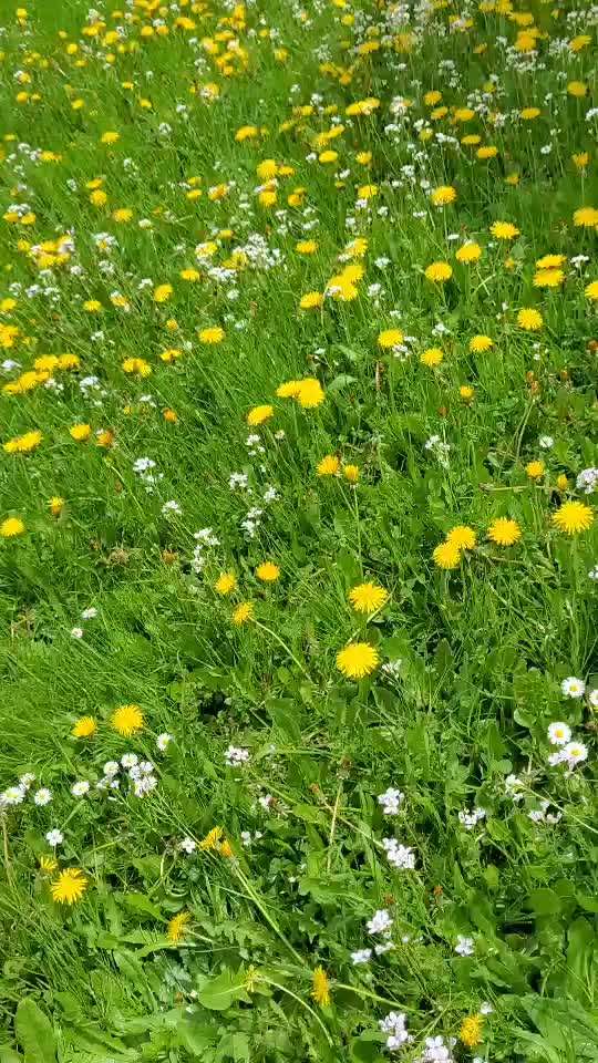 Handy Video Challenge Nr. 37 - "Dein Hund auf der Wiese"-Beitrag-Bild