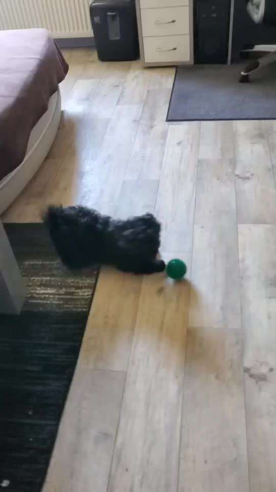 44. Video Challenge - Spielen mit dem Lieblingsspielzeug-Beitrag-Bild