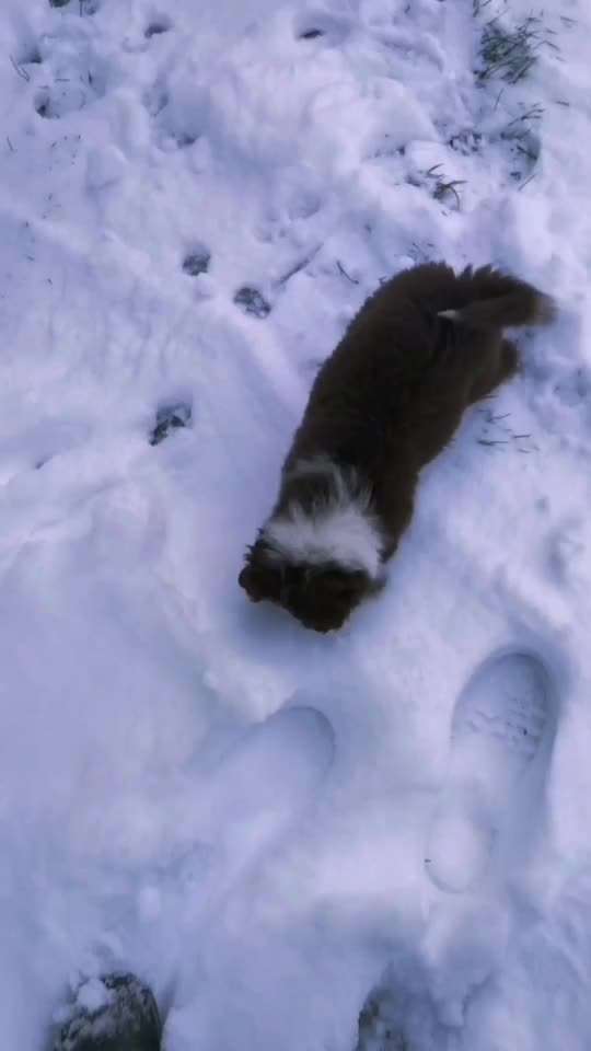 Nicht ganz alltägliche Hundenamen.
Wie kreativ wart ihr?-Beitrag-Bild