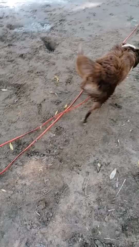 Dogorama Video Challenge: Lustige Wasser Videos-Beitrag-Bild