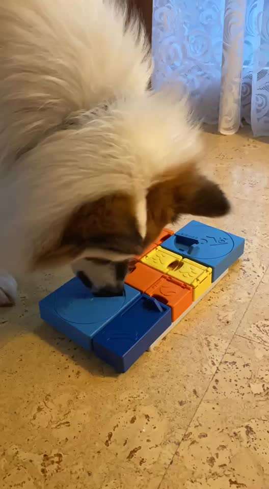 Pawzler - Intelligenzspielzeug-Beitrag-Bild