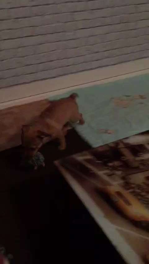 Video-Challange Nr. 9
Der unsinnige Hund-Beitrag-Bild