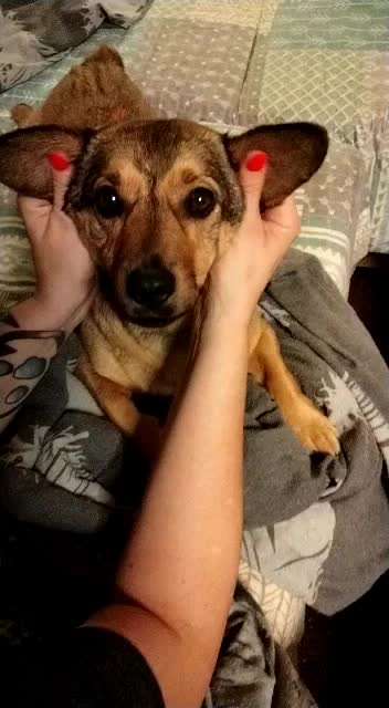 Video-Challenge Nr. 10
Der umsorgte Hund-Beitrag-Bild