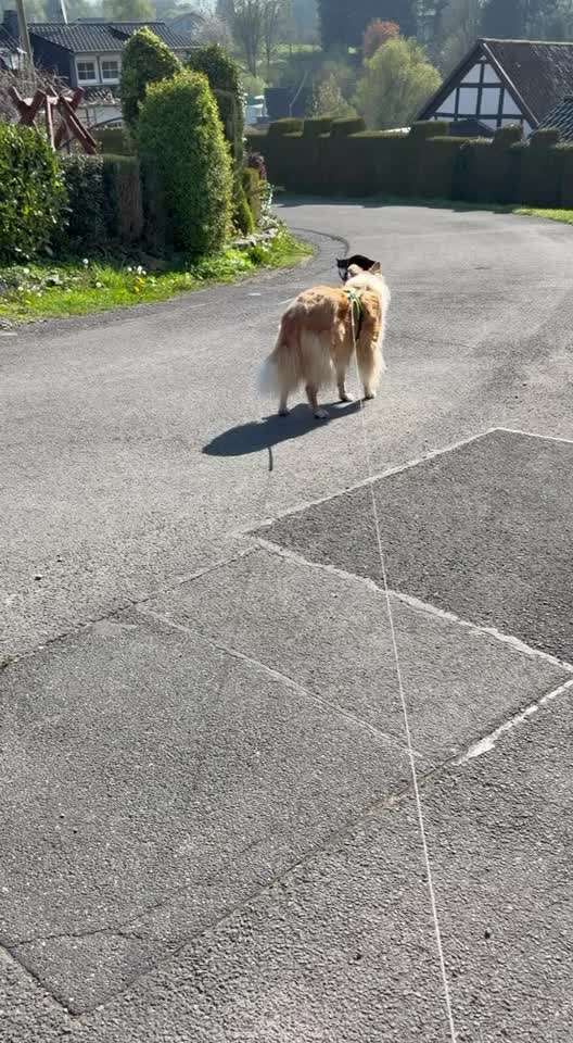 "Wege zur Freundschaft" (Ulli Reichmann)-Beitrag-Bild