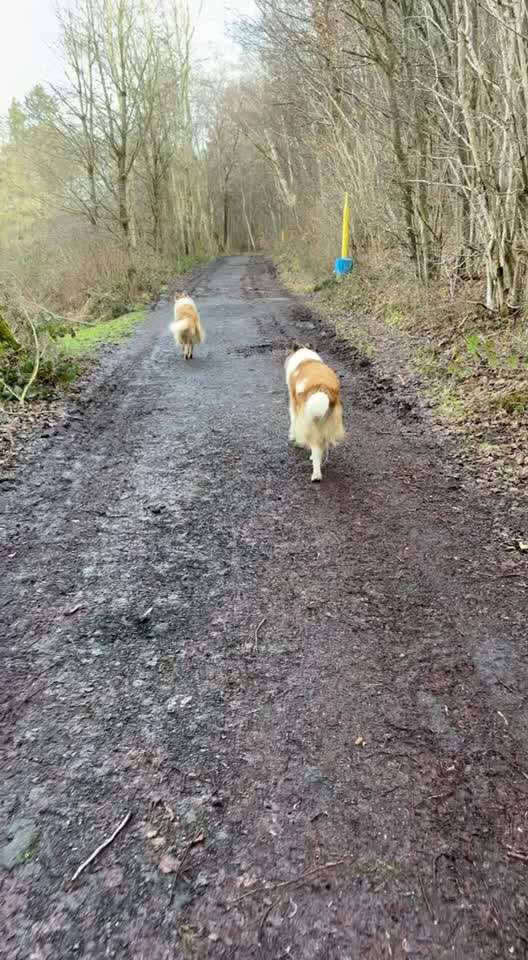 Impulskontrollübung Nr 69 : Ich achte auf Dich !-Beitrag-Bild