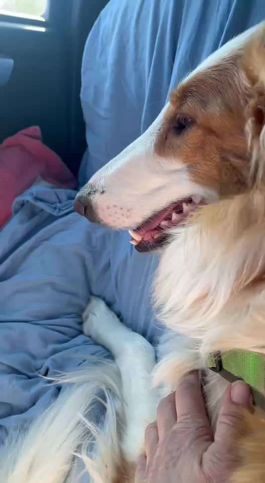 Hecheln bei der Autofahrt - längere Fahrten-Beitrag-Bild