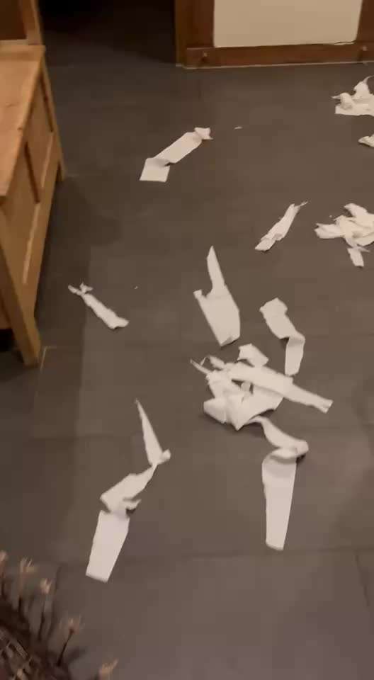 Hilfe - (M)ein Shiba auf Taschentuch-Mission-Beitrag-Bild