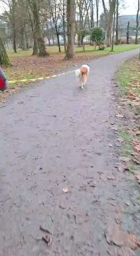 Mantrailing - wer hat damit Erfahrung ?-Beitrag-Bild