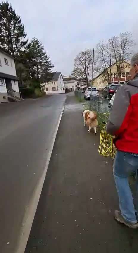 Mantrailing - wer hat damit Erfahrung ?-Beitrag-Bild