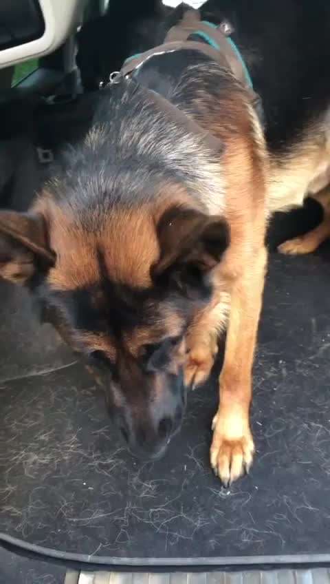 Hund spuckt gelblichen Schleim-Beitrag-Bild