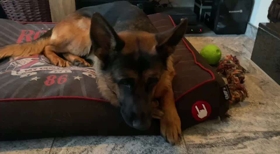 Hund spuckt gelblichen Schleim-Beitrag-Bild