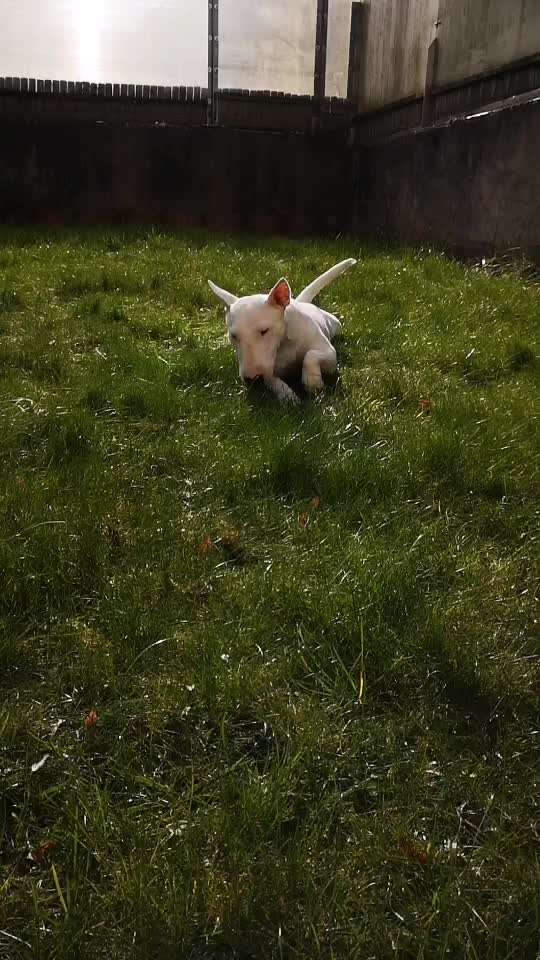 Miniatur Bull Terrier-Beitrag-Bild