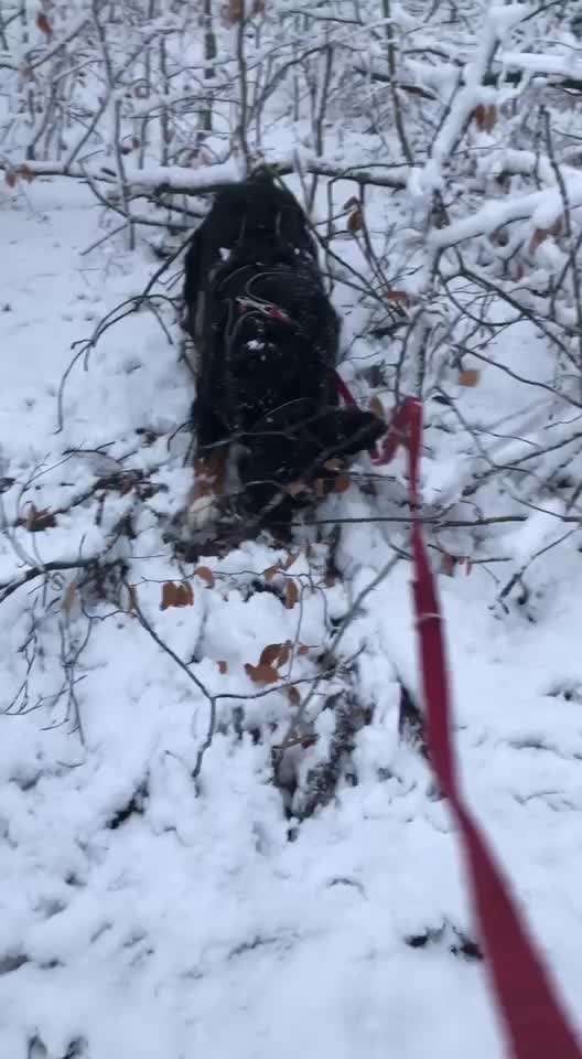 Berner Sennen-Beitrag-Bild