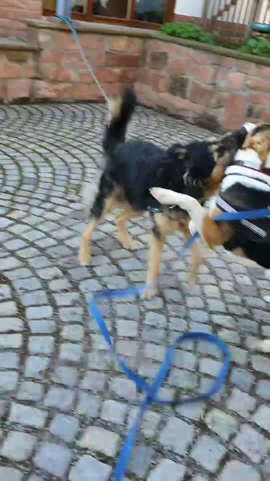 Bester Freund, Hundekumpel - zeigt her!-Beitrag-Bild