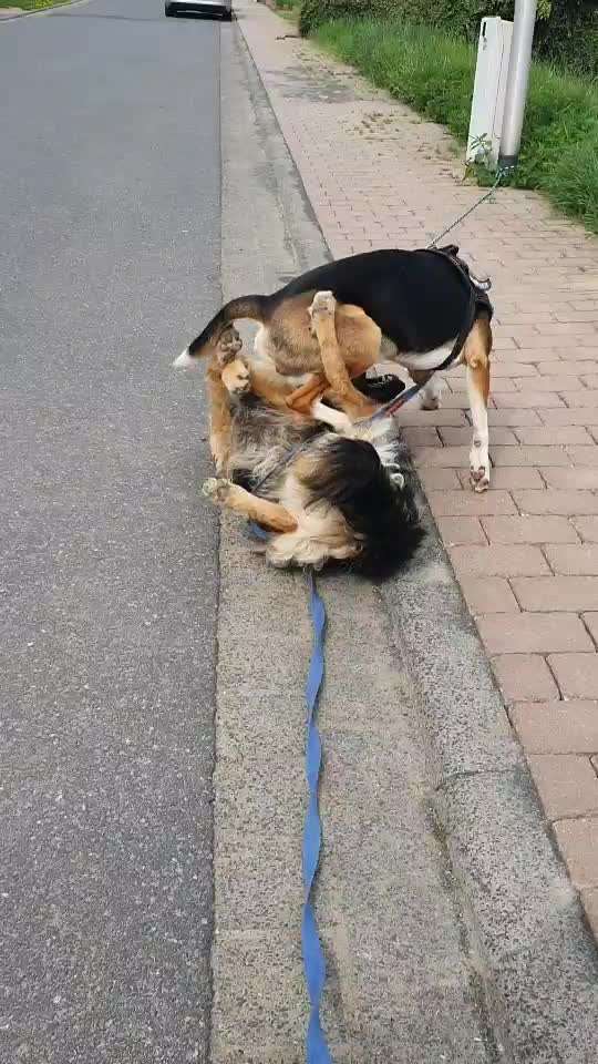 Bester Freund, Hundekumpel - zeigt her!-Beitrag-Bild