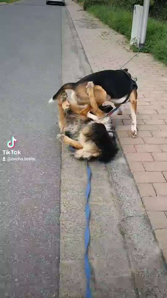 Bester Freund, Hundekumpel - zeigt her!-Beitrag-Bild