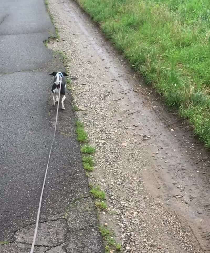 Den Hund mehr auslasten-Beitrag-Bild