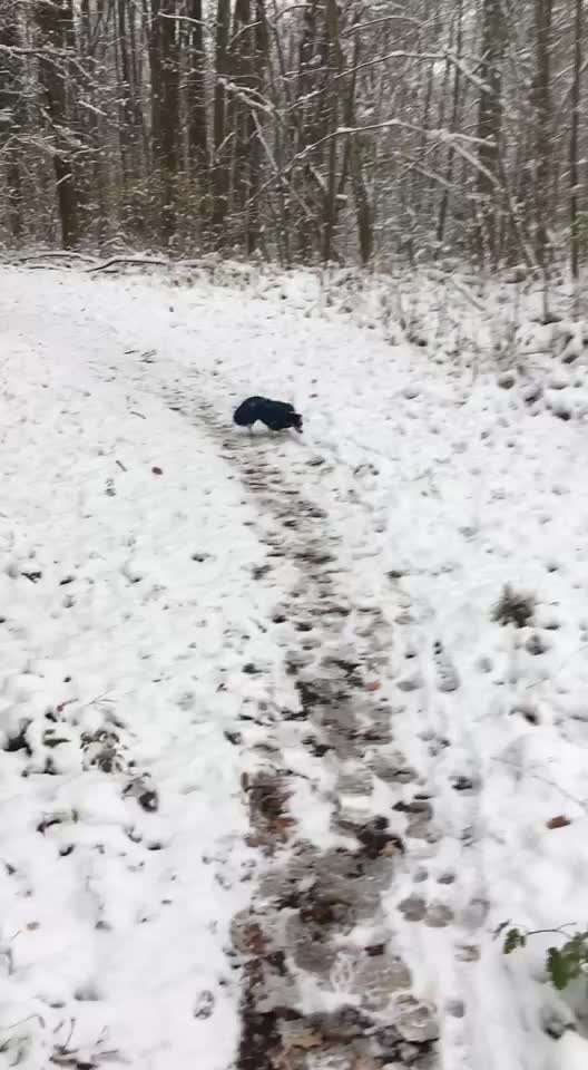 Hundemantel Hurtta Bare Winterjacke - Erfahrungen-Beitrag-Bild