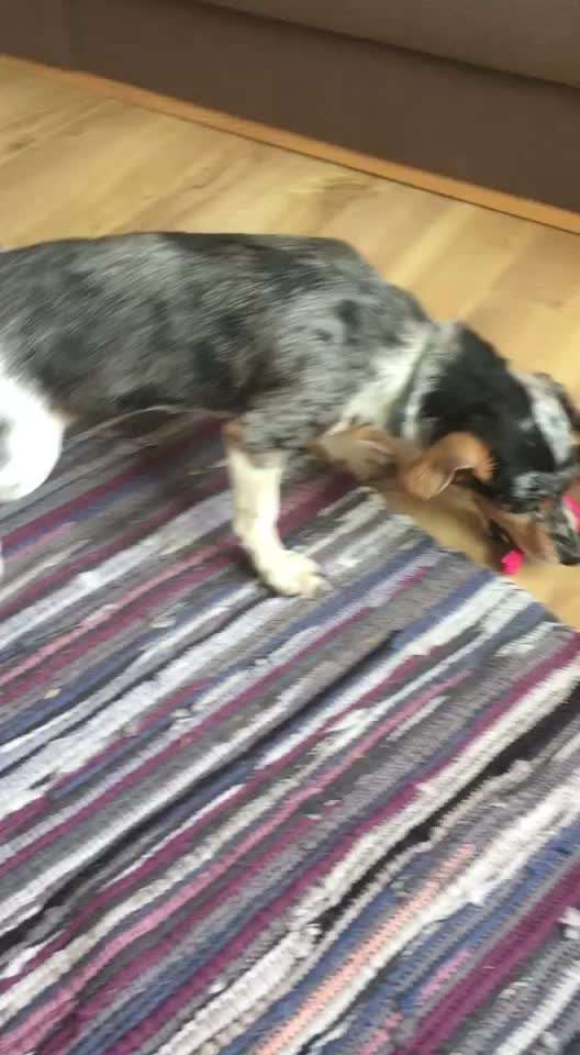 44. Video Challenge - Spielen mit dem Lieblingsspielzeug-Beitrag-Bild