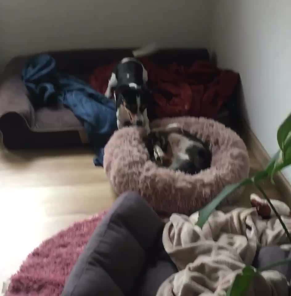 55. Video Challange: lustiges Video/Lieblingsvideo-Beitrag-Bild