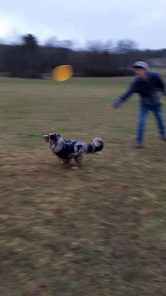 How to Dog-Frisbee?-Beitrag-Bild