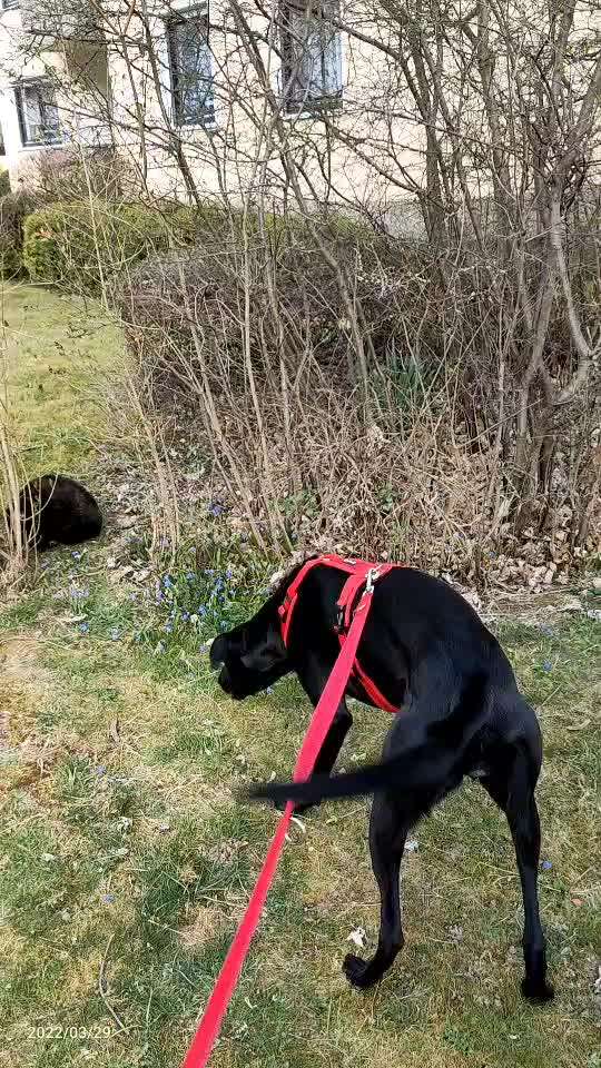 Windhundtreffen - PLZ-Beitrag-Bild