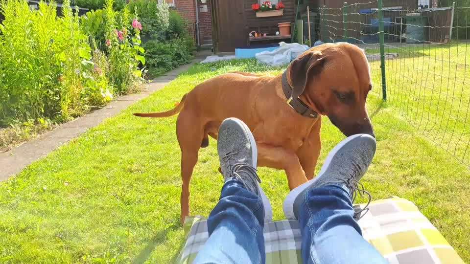 Rhodesian Ridgeback-Beitrag-Bild
