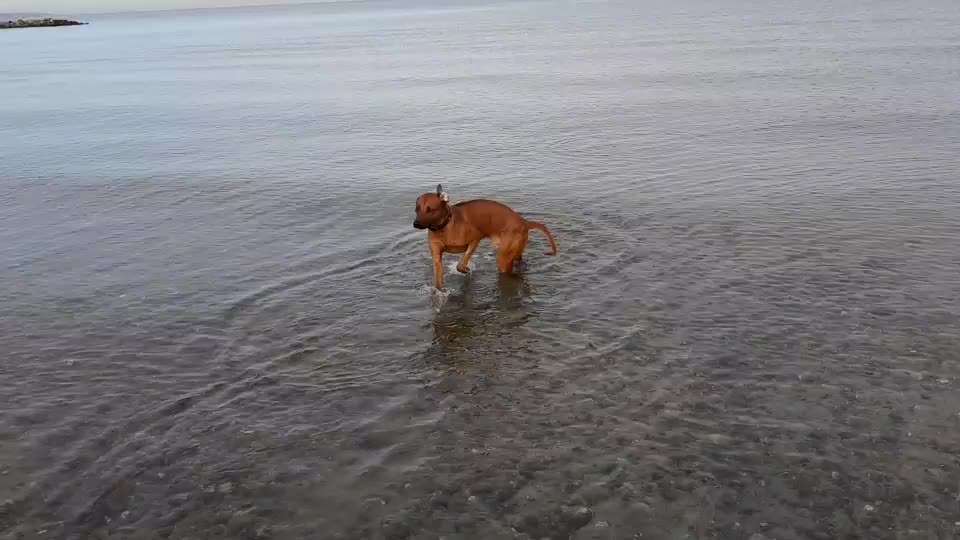 Rhodesian Ridgeback-Beitrag-Bild