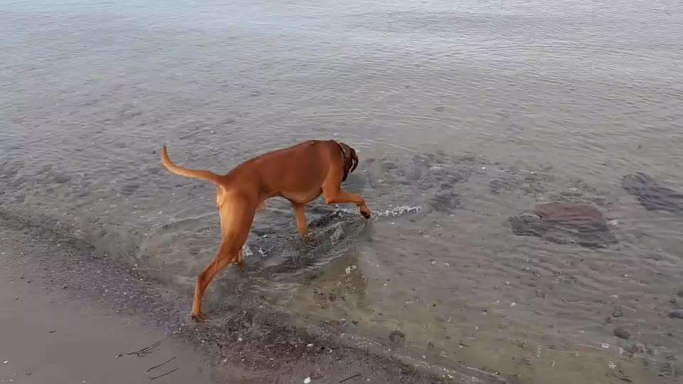 Rhodesian Ridgeback-Beitrag-Bild