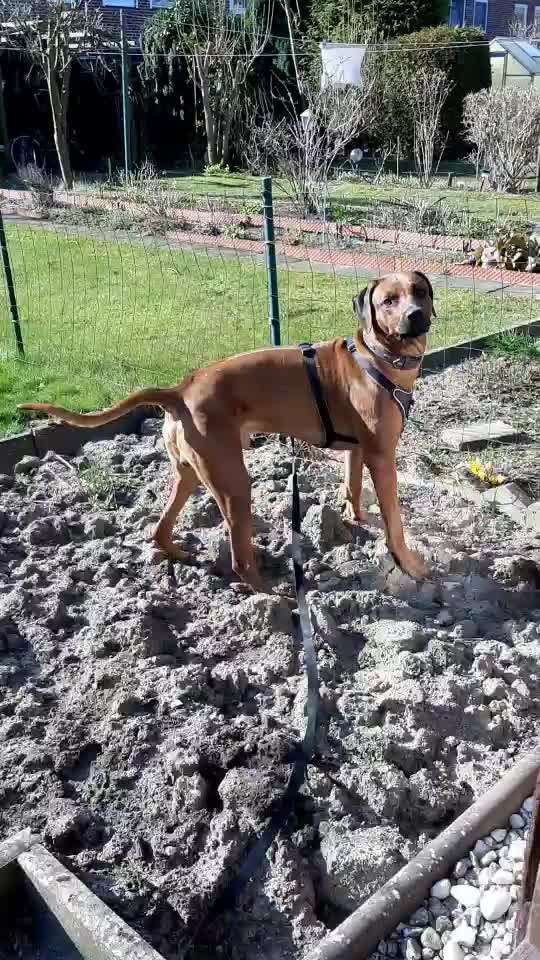 Rhodesian Ridgeback-Beitrag-Bild
